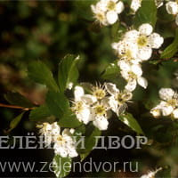 Вид 2