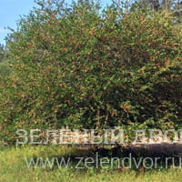 Вид 3
