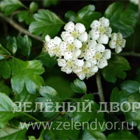 Вид 3