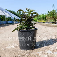 Вид 2