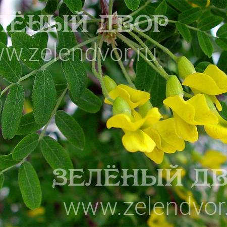 Вид 1