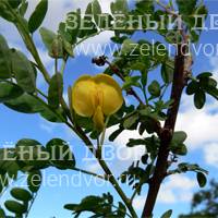 Вид 3