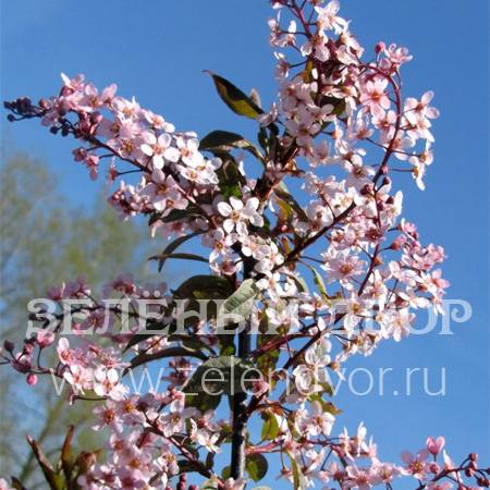 Вид 1