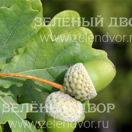 Вид 1