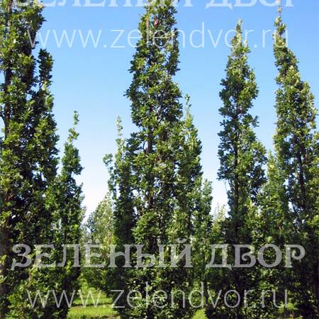 Вид 1