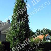 Вид 2