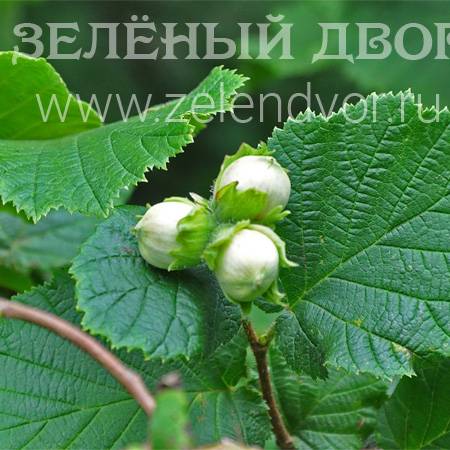 Вид 1