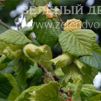 Вид 4
