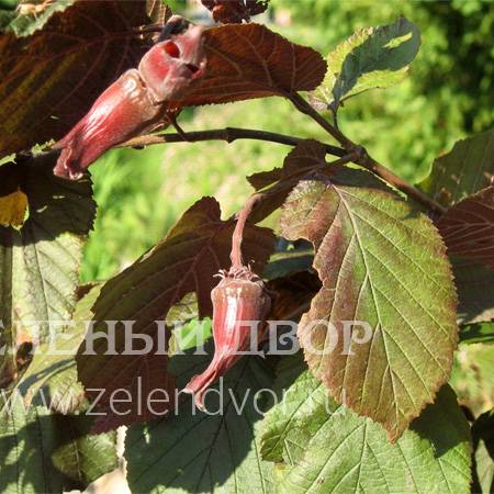 Вид 1