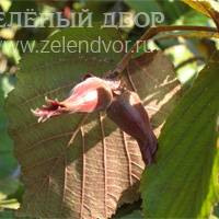 Вид 2