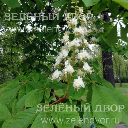 Вид 1