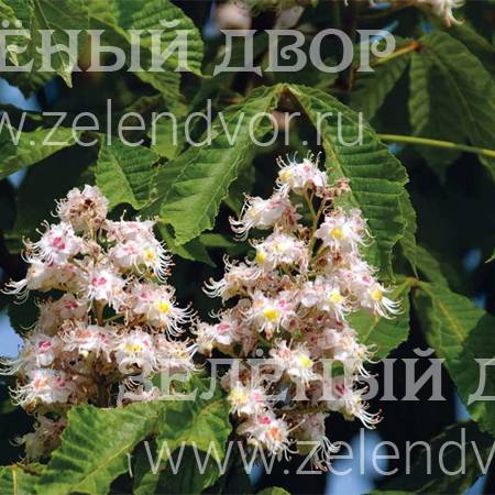 Вид 1