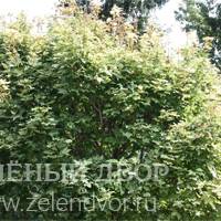 Вид 4