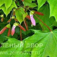 Вид 2