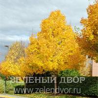 Вид 3