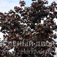Вид 2