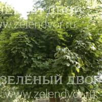 Вид 4
