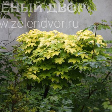 Вид 1