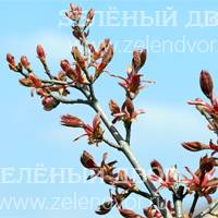 Вид 3