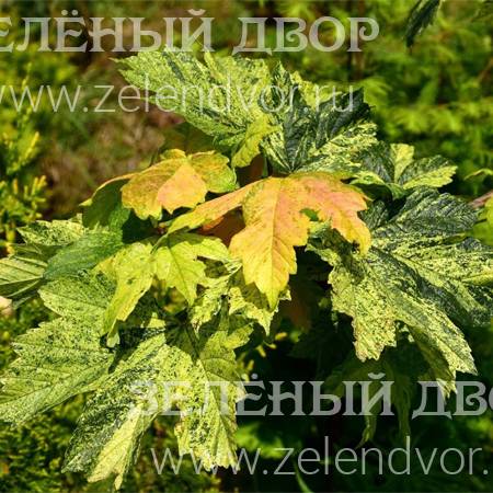 Вид 1