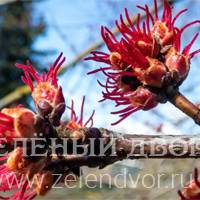 Вид 3