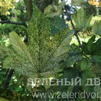 Вид 2