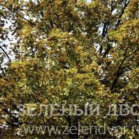 Вид 3