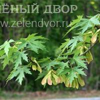 Вид 3
