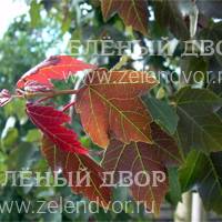 Вид 2