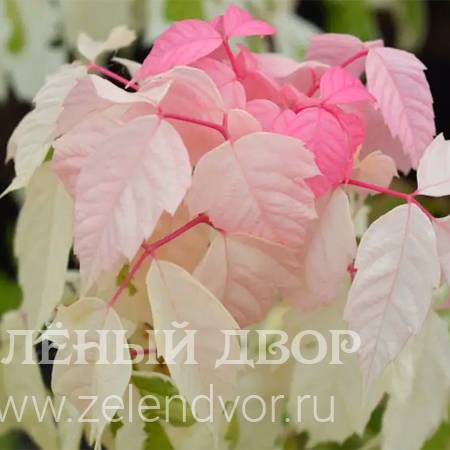 Вид 1