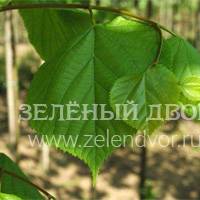 Вид 4