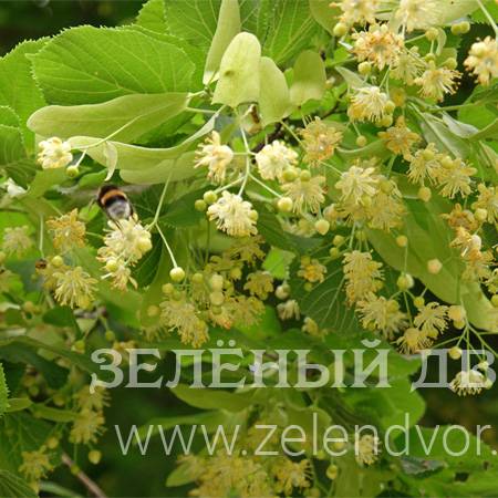 Вид 1