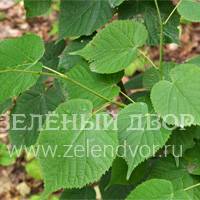 Вид 2
