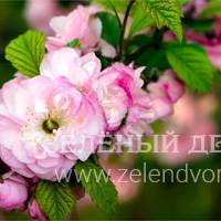 Вид 2