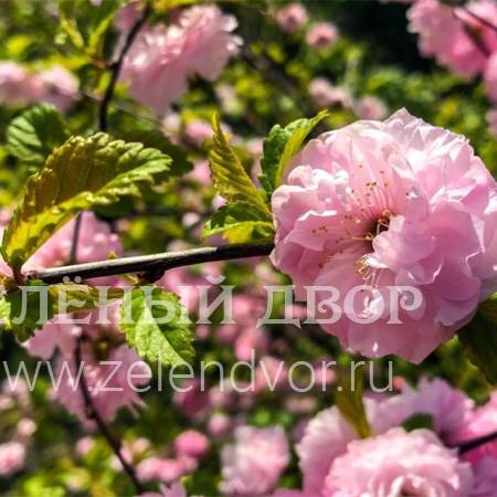 Вид 1