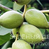 Вид 4