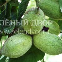 Вид 3