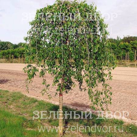 Вид 1