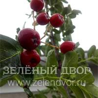 Вид 2