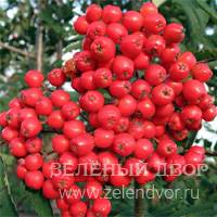 Вид 4
