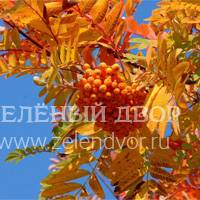 Вид 2