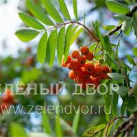 Вид 3