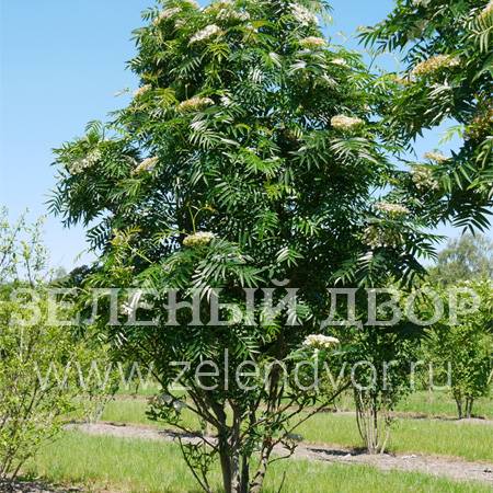 Вид 1
