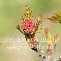 Вид 2