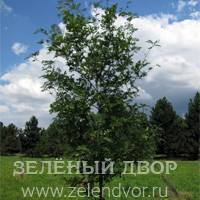 Вид 3