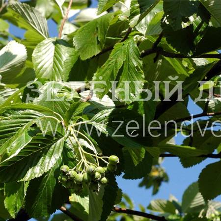 Вид 1