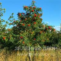 Вид 3