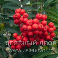 Вид 4