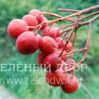 Вид 3