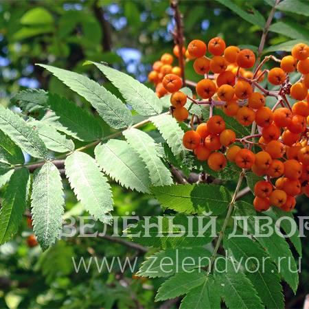 Вид 1